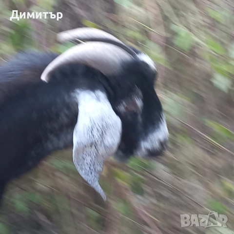 Англонубийски пръч , снимка 2 - Кози - 51702599