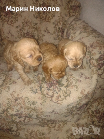  Американски кокер шпаньол , снимка 2 - Кокер шпаньол - 52322571