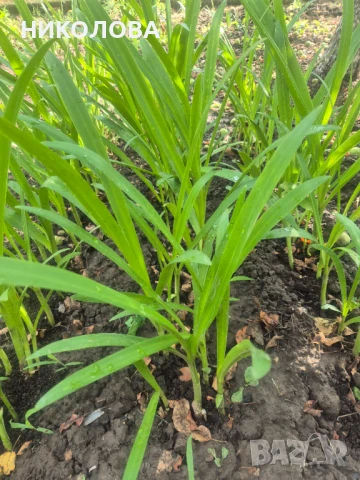 ХИМЕНОКАЛИС, снимка 2 - Градински цветя и растения - 50826967