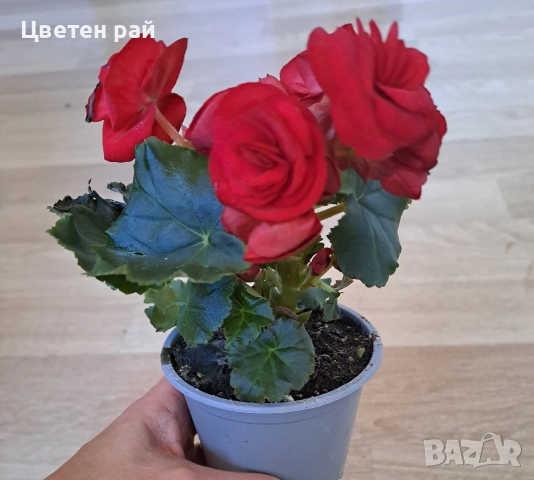 Три цвята бегония , снимка 5 - Градински цветя и растения - 52854170