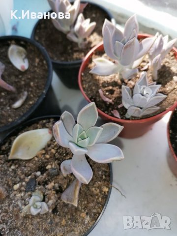 Цветя, снимка 3 - Декорация за дома - 32877351