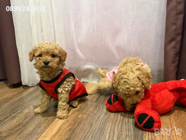 Пудел тойчета , снимка 5 - Пудели - 52671681