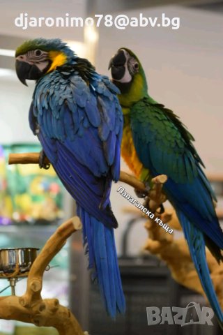 Синьо-жълта ара - бебета, снимка 1