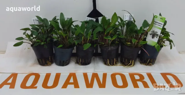 "ПРОМОЦИЯ" Криптокорина /Cryptocoryne beckettii Viridifolia/, снимка 3 - Оборудване за аквариуми - 49752110