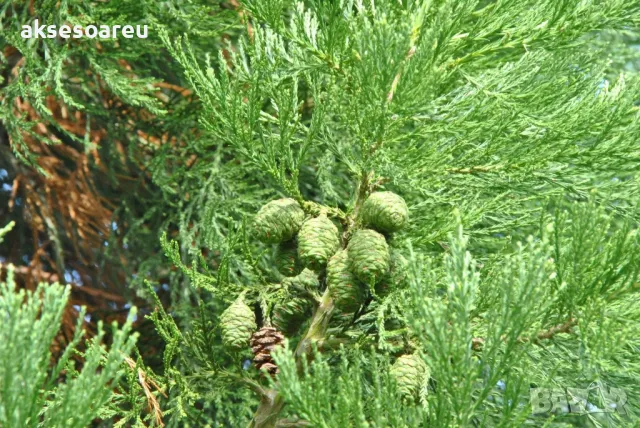 Екзотични нови 15 семена гигантска секвоя мамутово дърво sequoiadendron giganteum декорация в двора, снимка 10 - Сортови семена и луковици - 50222677