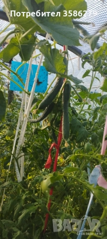 продавам 3 оранжерии 80 кв.м., снимка 17 - Оранжерии - 51869001