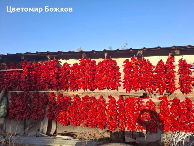 🌶️ Домашни сушени червени чушки – истински вкус от градината! 🌶️ НА ЕДРО!!!, снимка 2 - Домашни продукти - 52280937