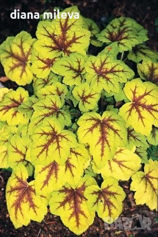 Хойхера Stoplight, студоустойчива, за сянка