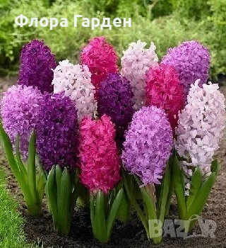 Луковици ЗЮМБЮЛИ