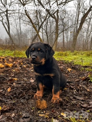 Ротвайлери ,след 2ра ваксина, снимка 2 - Ротвайлер - 52865623