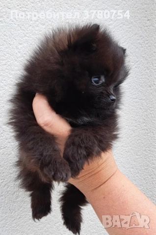 Померан мини/померан, снимка 9 - Померан - 41497748