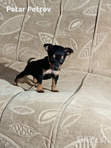 Пинчер мини , снимка 6 - Пинчер - 52934252