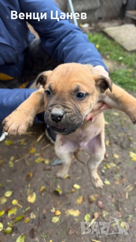 Преса канарио, снимка 3 - Други - 52809766