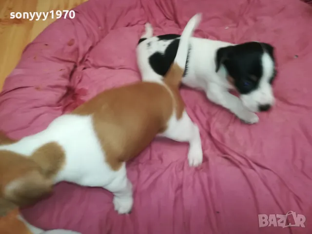 ДЖАК РЪСЕЛ БЕБЕТА 2025-ТА 3001251931, снимка 5 - Джак ръсел териер - 48897880