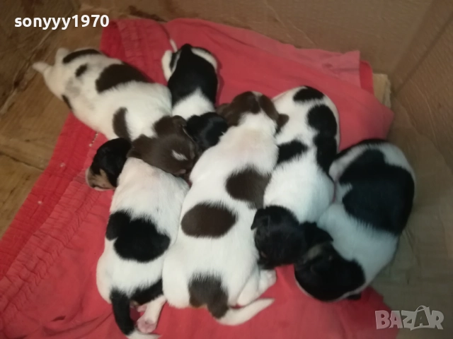 ДЖАК РЪСЕЛ-250ЛВ ЗА СЛАДКО КУТРЕ ПО ИЗБОР 2608251751, снимка 14 - Джак ръсел териер - 51499283