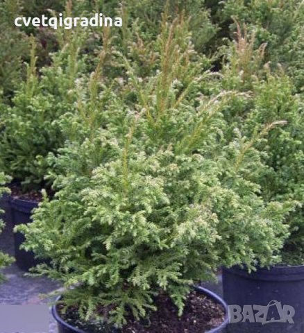 Cryptomeria japonica Jindai (Криптометия Джиндай), снимка 3 - Градински цветя и растения - 43759037