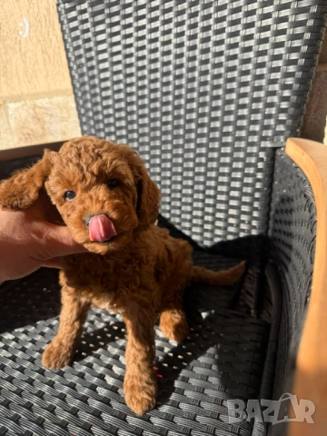 Мини Пудели Актуално от 6.2.2026, снимка 2 - Пудели - 53380316