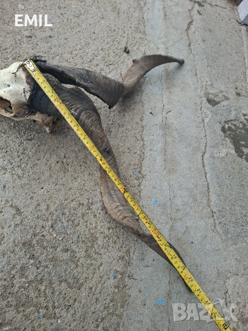 Рога Трофей череп от козел пръч, снимка 6 - Антикварни и старинни предмети - 53481989