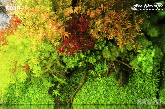 Пакети аквариумни растения, мъхове , снимка 3 - Други - 33326246