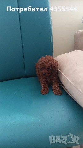 Той пудел, снимка 4 - Пудели - 52558284