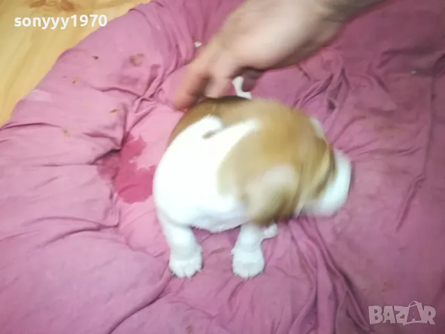 БЕБЕТА ДЖАК РЪСЕЛ-2025Г СЛАДУРИ 3БР 3001250718, снимка 5 - Джак ръсел териер - 48887534