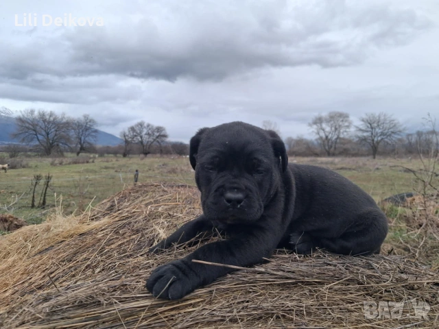 Кане Корсо куче , снимка 5 - Кане корсо - 53375341