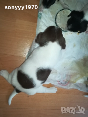 ДЖАК РЪСЕЛ-250ЛВ ЗА БРОЙ 0409252000, снимка 16 - Джак ръсел териер - 51608760