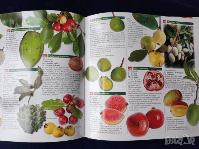 Тропически растения и плодове на островите Реюнион и Мавриций - на френски и англ., описани 212 вида, снимка 7 - Енциклопедии, справочници - 52576012