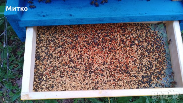 Пчелен прашец билков - реколта 2024, снимка 11 - Пчелни продукти - 14722628
