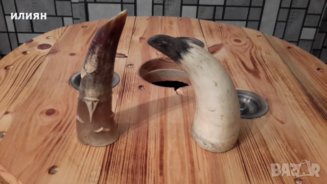 Два броя рога интересни за декорация 15лв за брой , снимка 5 - Декорация за дома - 36513745