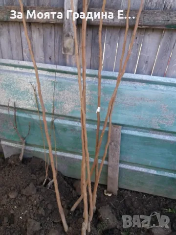 Слива Ту-Сун , снимка 4 - Градински цветя и растения - 49765763