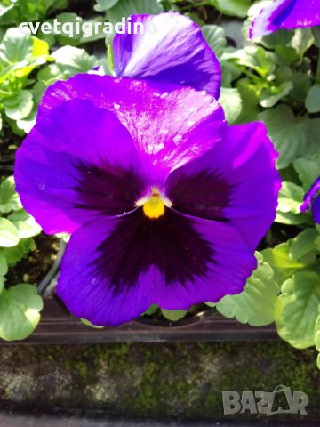 Viola Blue blotch(Виола едроцветна Синьо петно)