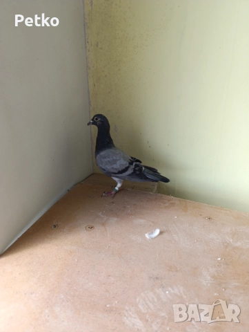 Пощенски гълъби, снимка 5 - Гълъби - 52188245