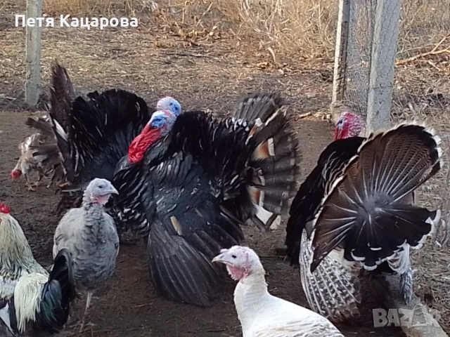 Пуешки яйца, снимка 2 - други­ - 52437866