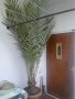 Топ цена Финикова палма!, снимка 1 - Градински цветя и растения - 33002535