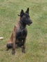 белгийска овчарка малиноа , снимка 3