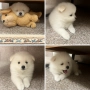 Идеален коледен и новогодишен подарък,Померaн Мини Шпиц , снимка 2