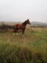 Продавам кобила порода Източнобългарски кон , снимка 2