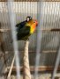 Продавам папагали неразделки , снимка 2