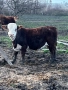 Продавам телета, снимка 7