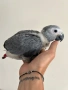 Ръчно хранени папагали Жако, снимка 1