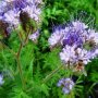 Семена от Фацелия - медоносно растение за пчелите разсад семена пчеларски растения силно медоносно ц, снимка 12