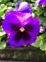 Viola Blue blotch(Виола едроцветна Синьо петно), снимка 1