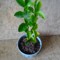 Младо мандариново дръвче за декорация и свежест, снимка 2 - Стайни растения - 39453703