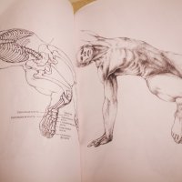Нова книга Рисунка Техника на рисуване на човешка фигура в движение, снимка 4 - Специализирана литература - 43786321