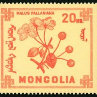 Диви горски плодове на Монголия-8 марки, 1968 г., Монголия, снимка 5 - Филателия - 27971987