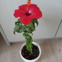 Китайски рози цвят червен празен фуния, снимка 5 - Стайни растения - 34949038