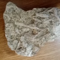 Фосили колония бриозои, снимка 8 - Колекции - 28667731