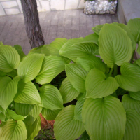 Хоста plantaginea, снимка 6 - Градински цветя и растения - 44900418