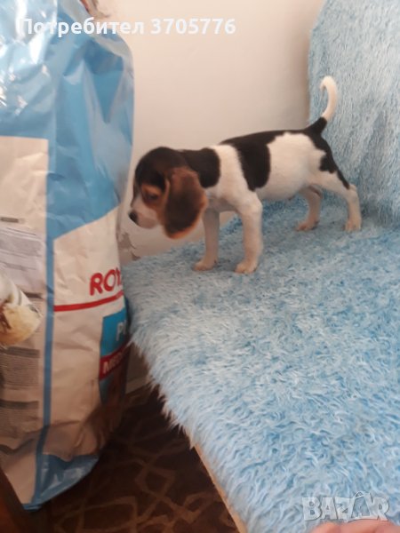 Бигълчета мини, снимка 1